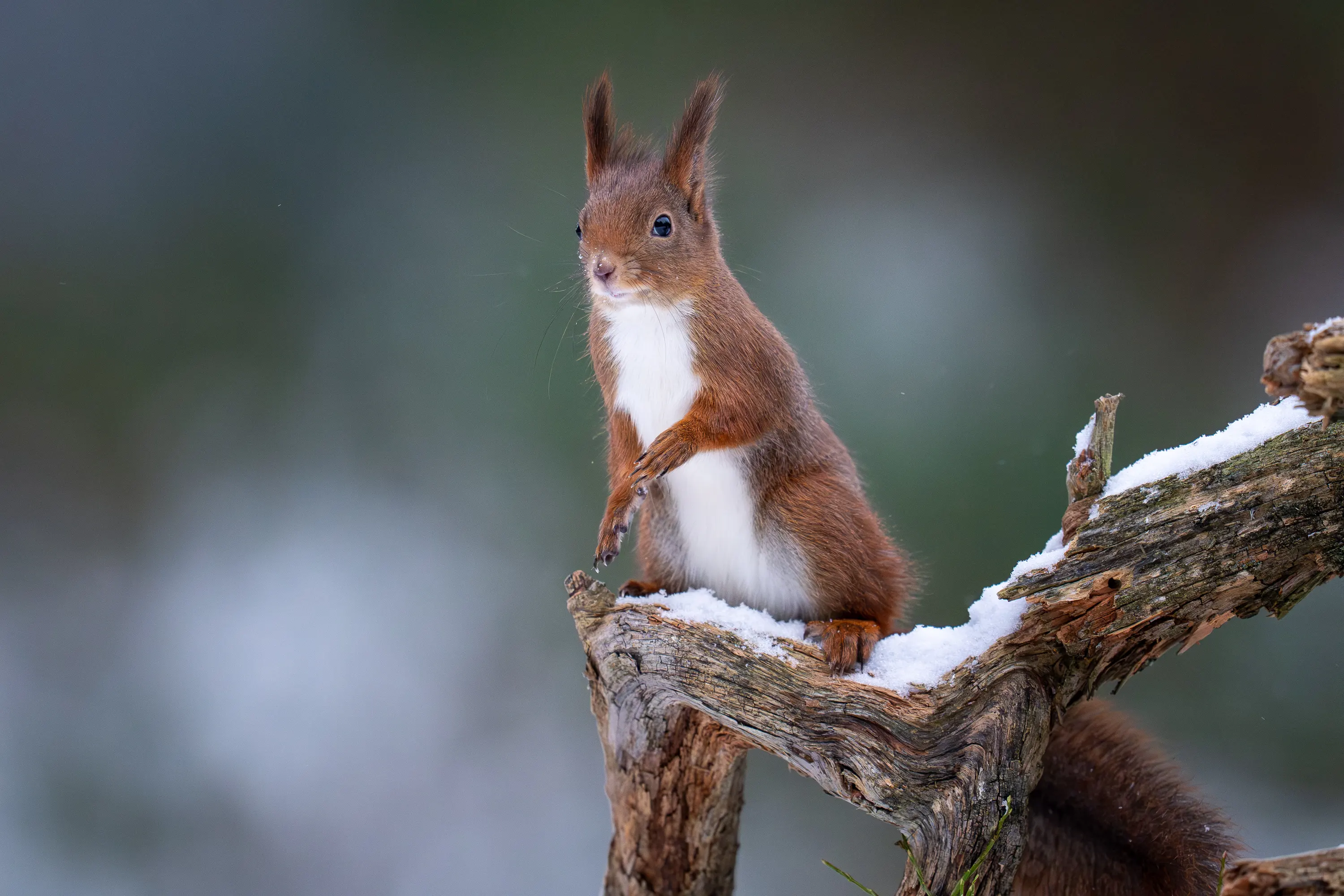 Norway Winter Raptors Expedition gallery image 18